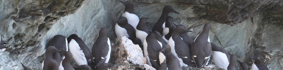 Guillemots by Alun Willimas