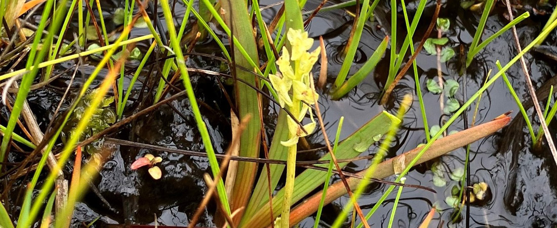 Bog orchid (Hammarbya paludosa) by Julian-Woodman