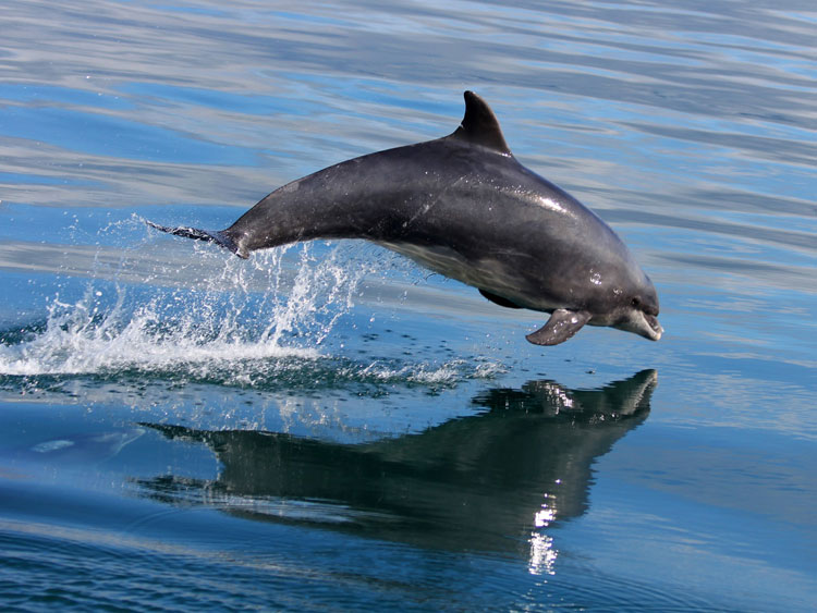 Bottlenose dolphin Tursiops truncatus_Copyright NRW marine monitoring team
