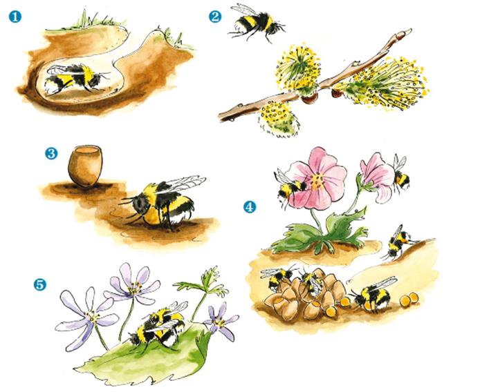 Bumblebee Life Cycle