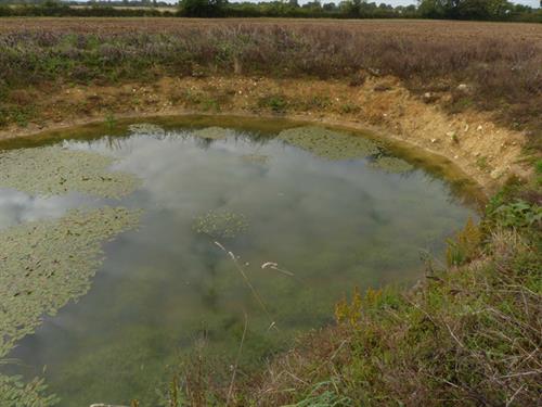 Ghost Pond site at Guestwick showing plant colonisation