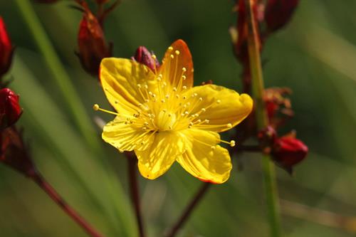 Hypericum Undulatum Clive Hurford