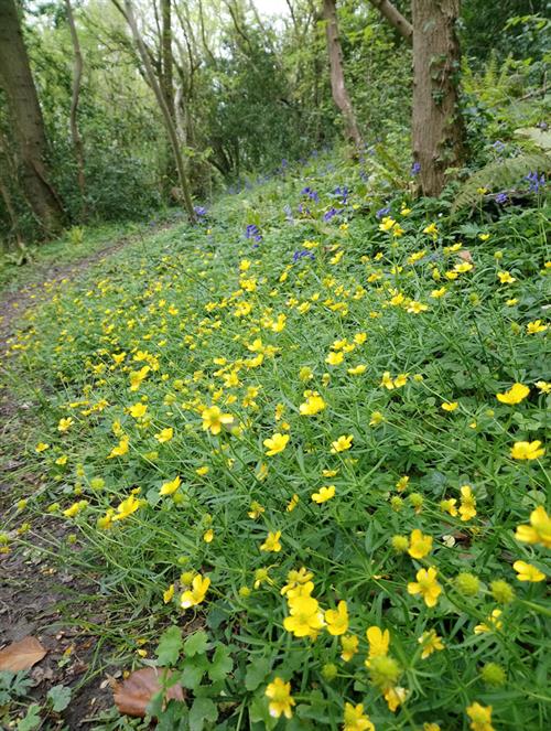 Goldilocks buttercup by Julian-Woodman