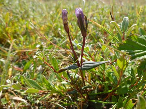 Dune Gentian gan Clive Hurford