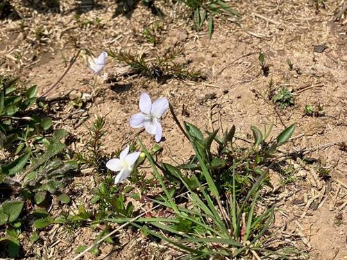 Fioled welw (Viola lactea) gan Julian Woodman